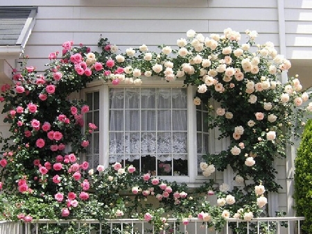  Làm đẹp ngôi nhà bằng những loại hoa leo giàn
Trong xu thế đưa thiên nhiên vào nhà, hoa leo được xem là giải pháp hợp lý nhất cho những ngôi nhà phố chật hẹp, là sự lựa chọn lãng mạng, sang